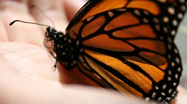 Monarch in my hand