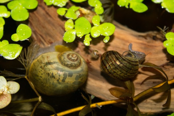 Doom Snails