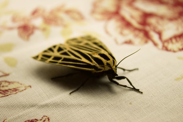 Delicate 2