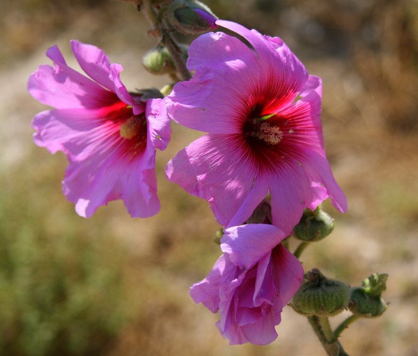 Hollyhock