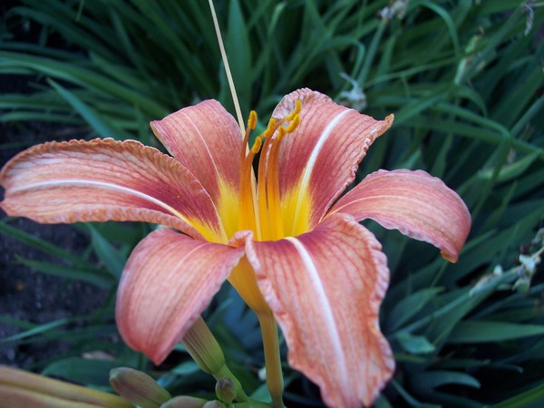 Lilly