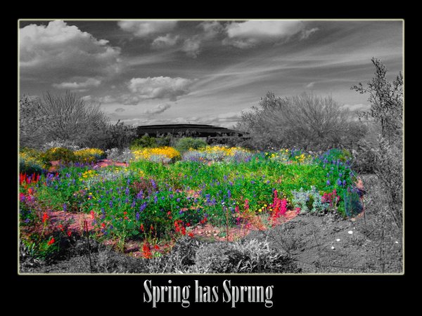 Spring has Sprung