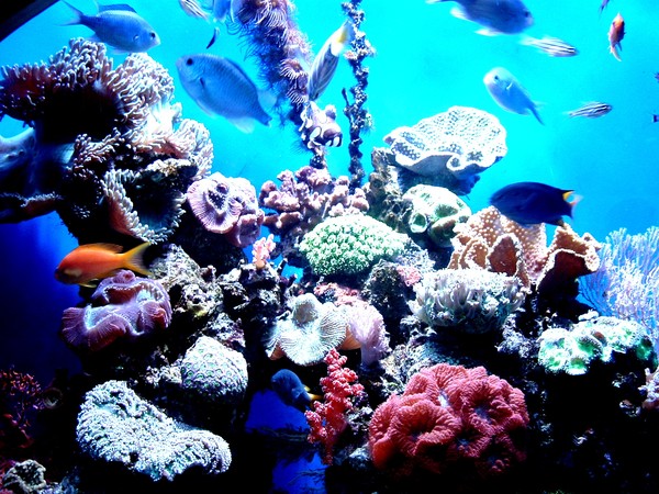 Coral