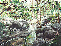 Rain Forest