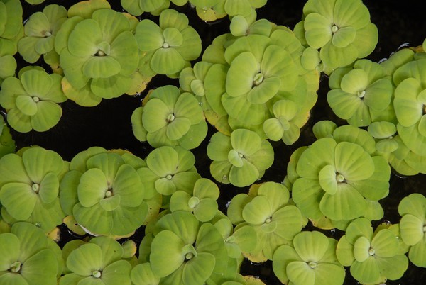 lilypads