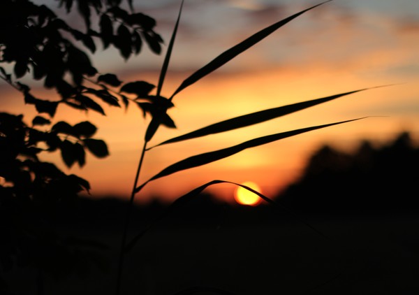 Sunstraw