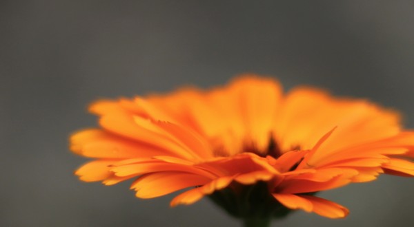 Blomma