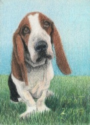 Basset Hound - ACEO