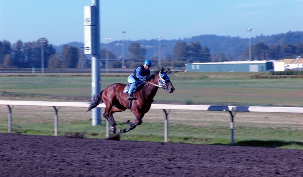 Horse race