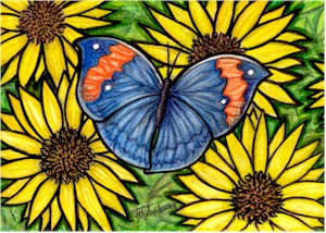 Butterfly on Black Eyed Susans