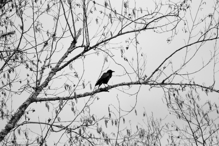 Crow in Birch Tree