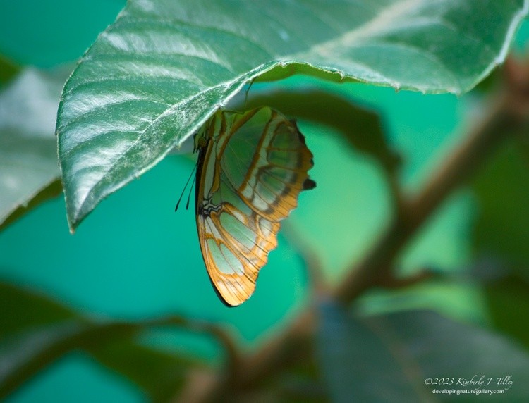 Malachite Butterfly P0157