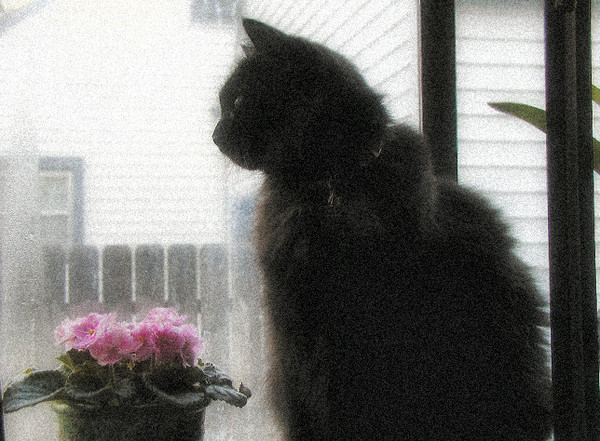 Rainy Day Vigil