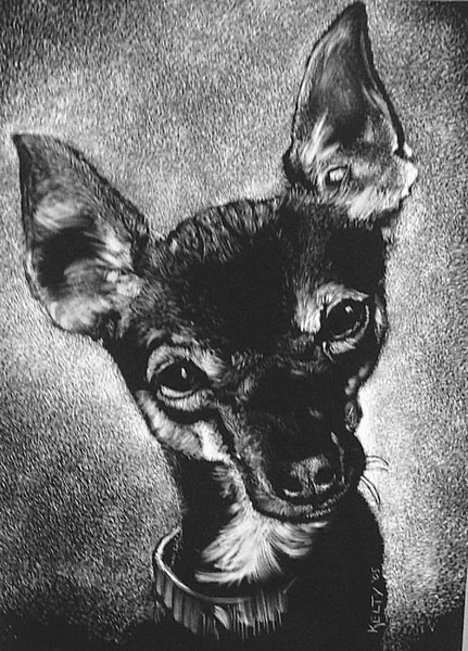 Hay! Chihuahua!