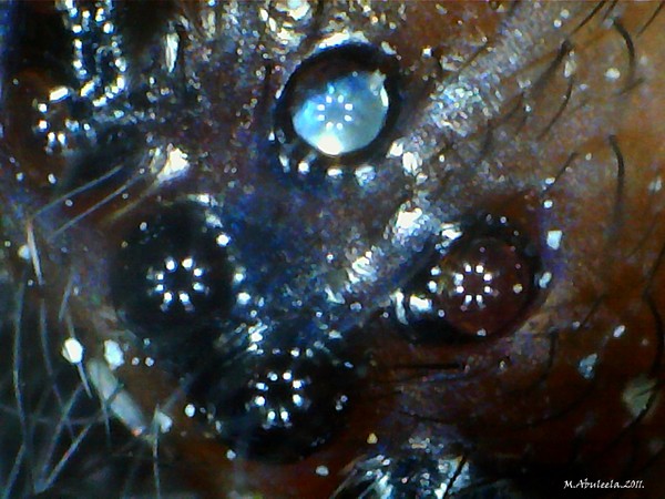 Spiders Eyes Signed.