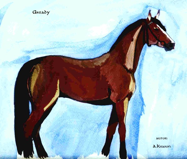 bay horse 1