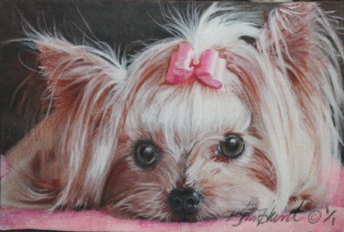 Yorkie Yorkshire Terrier 3.5 x 2.5 ACEO Original
