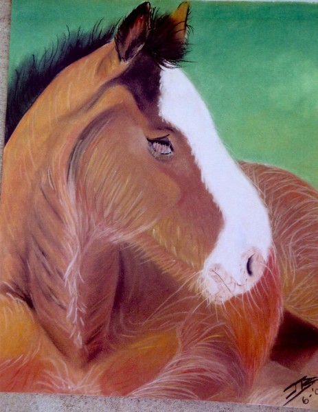 Shire Foal