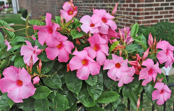 Pink Vine