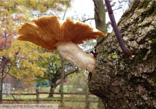 MUSHROOM TREE