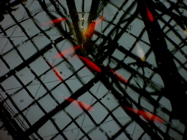 Koi on the Grid