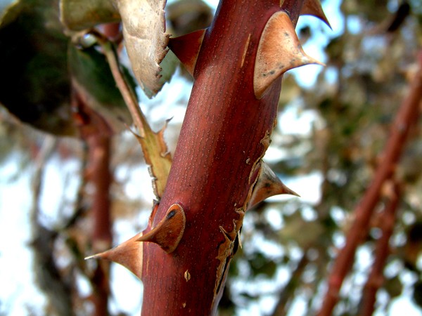 Thorns