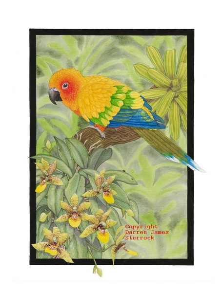 Sun conure and Promenea guttata