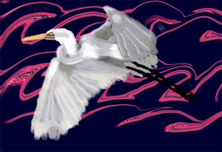 Heron in Flight (O821)