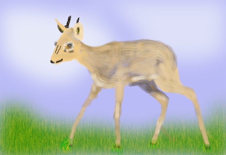 Dik Dik O854