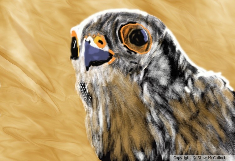 Kestrel  P307