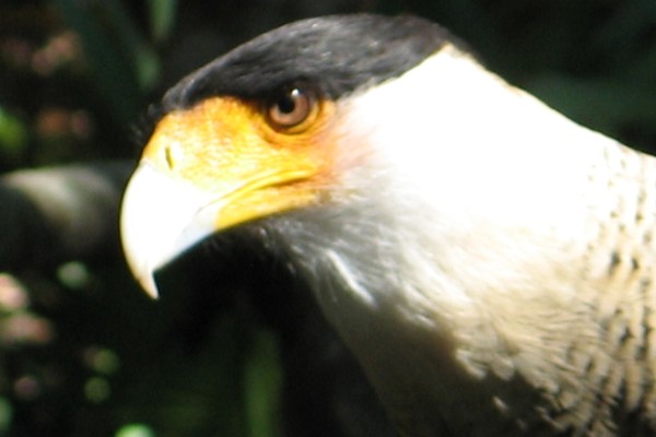Caracara