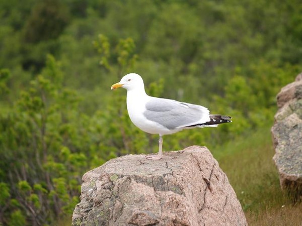 Seagull
