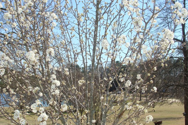Simply spring..