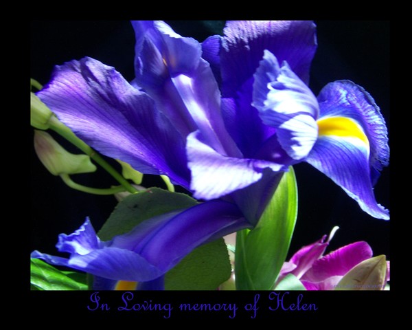 Helen's Iris
