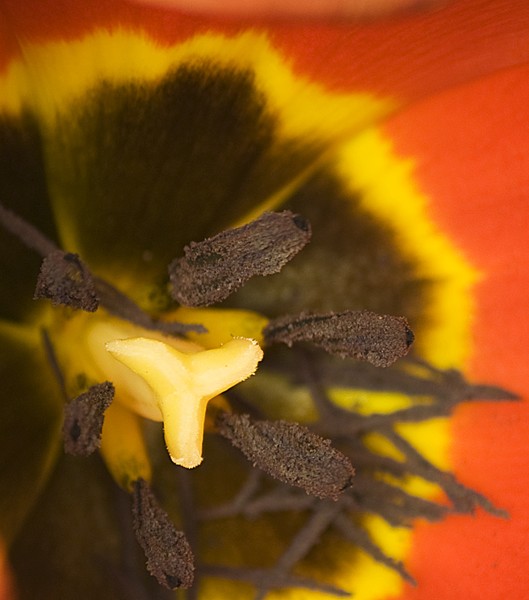 Tulip (Macro)