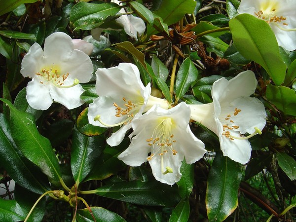 White Flowers at the Esplanade