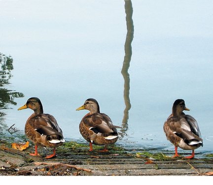 Mallard Trio
