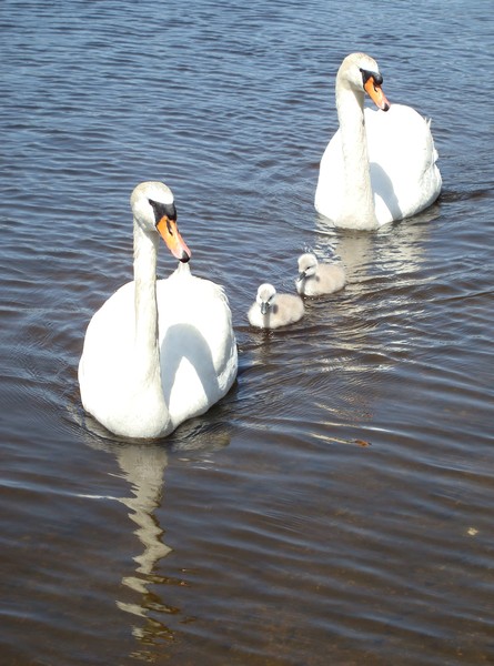 Family Outing
