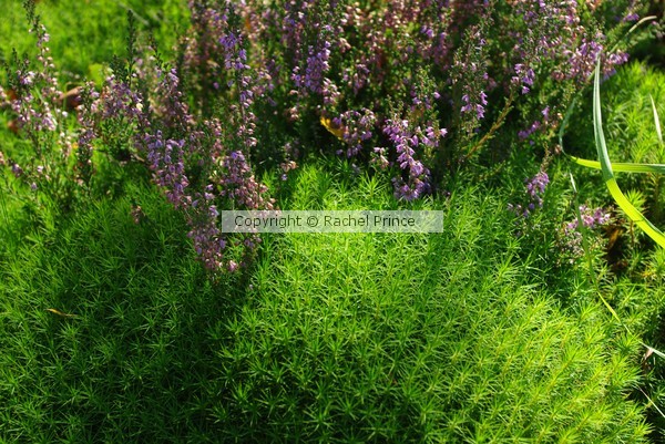 Amongst The Heather