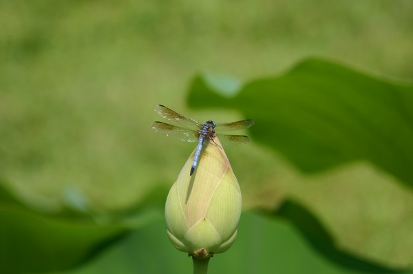 Dragonfly at the top