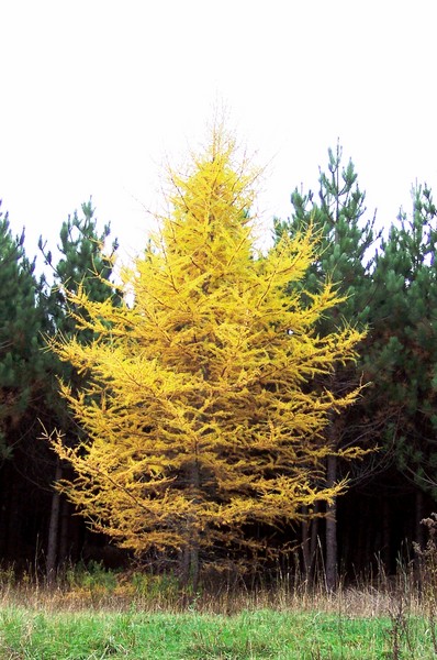 Tamarack