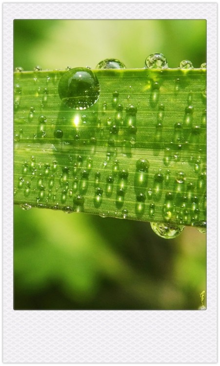 Dew Pearls 