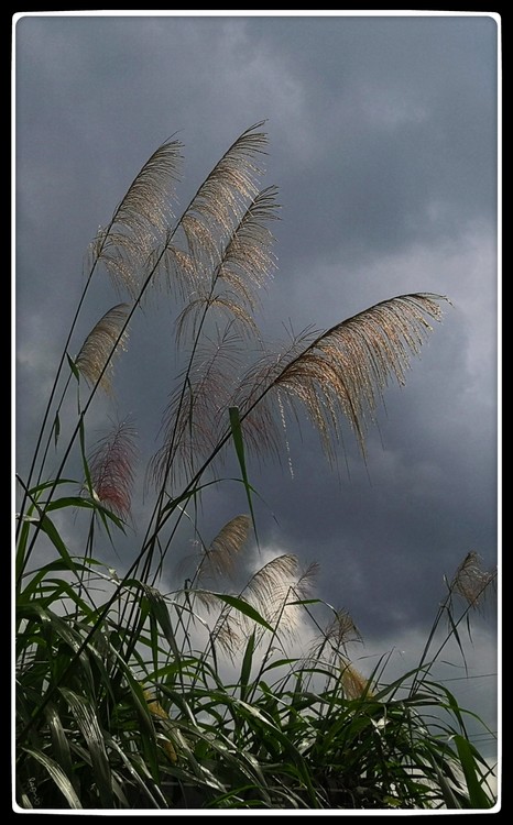 Reeds