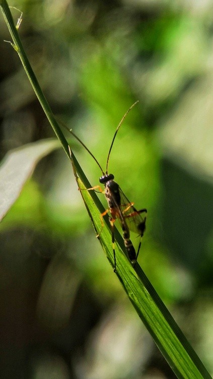 a mosquito?