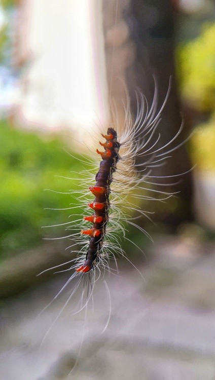 a hanging caterpillar