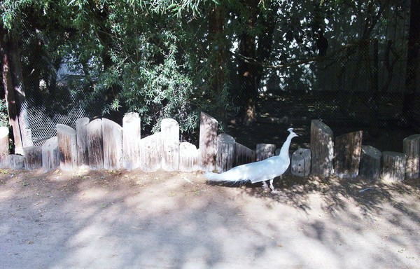 White Peacock