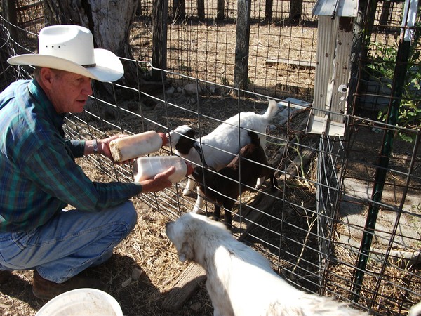 Baby Goats 2