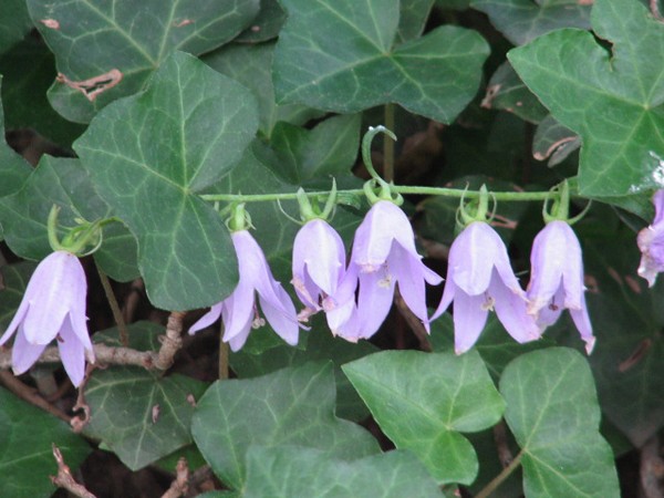 Purple Bells