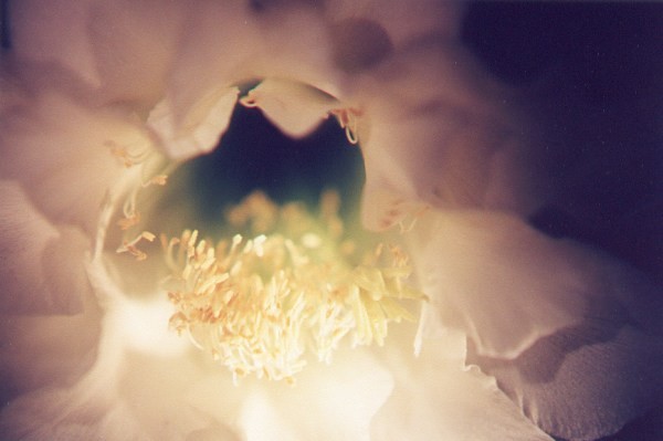 Night-Blooming Cereus