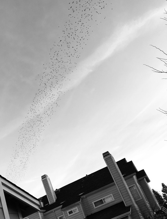Birds in the Morning Sky